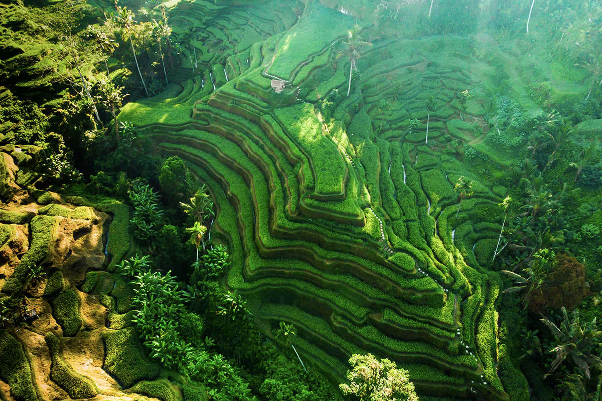 Tegalalang Rice Terraces